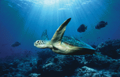 New Report Highlights Economic Value of Healthy Marine Environment 3