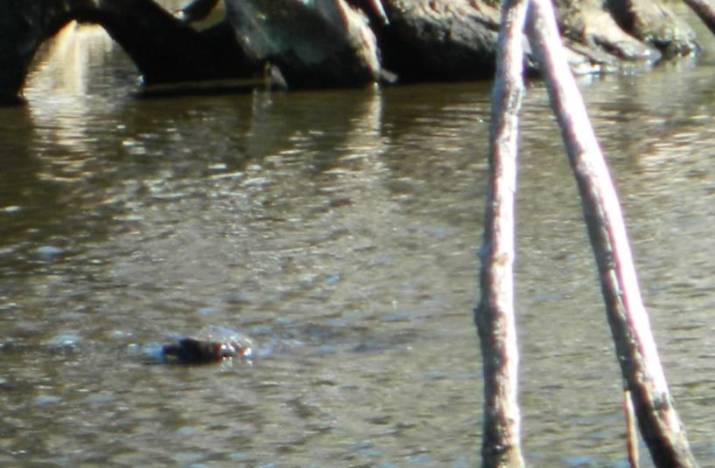 Is this the last Platypus ever to be seen in Waratah Water Reservoir? 3