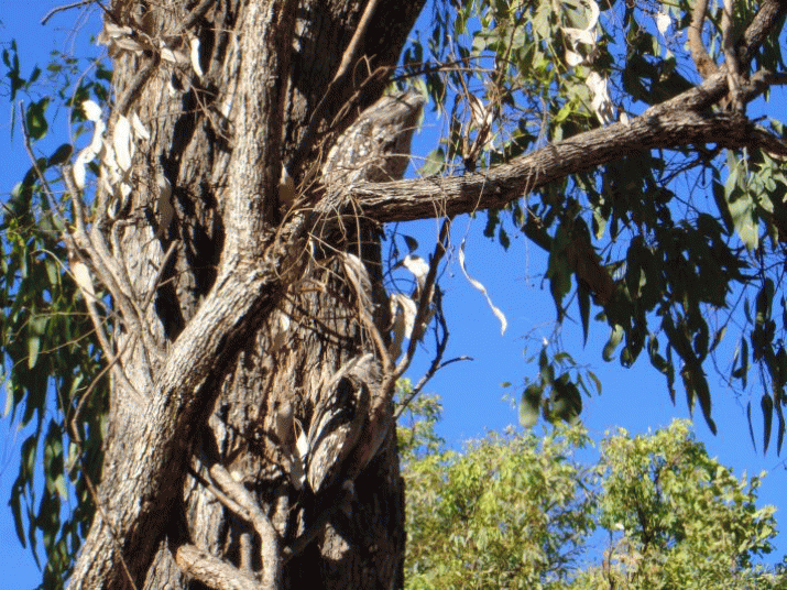 Mother Mountain: The Symphony of Birdsong (4) 3