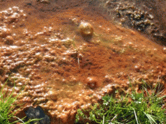 Why Tasmania needs a Science Reform Commission 3