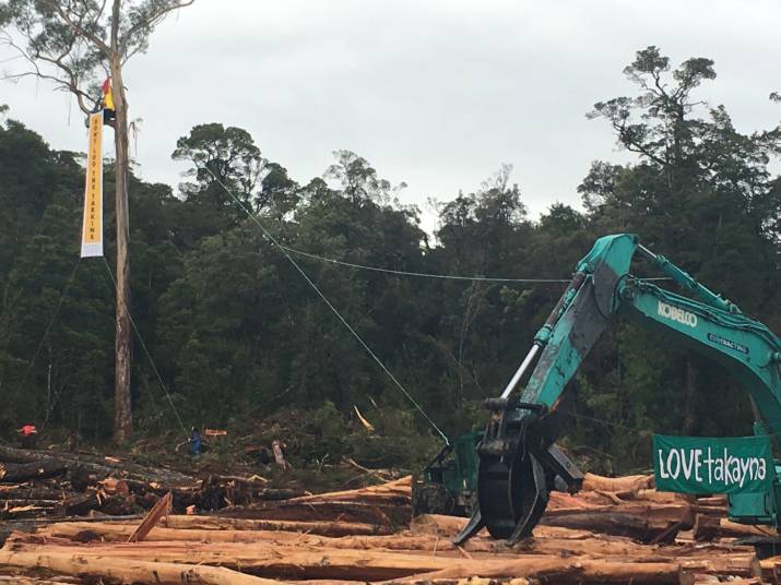 '350 year-old celery-top pine logged in Tarkine ... 3