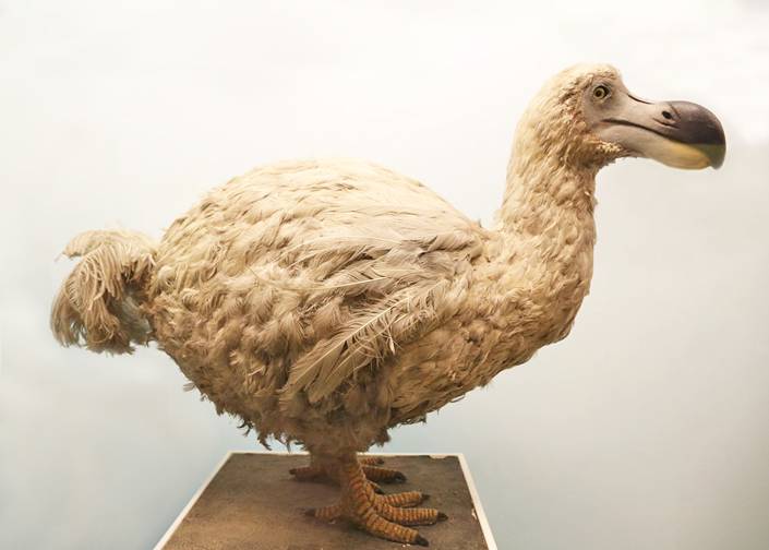 Who wins the Dodo award this week? - Tasmanian Times