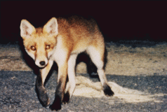 The Fox Hunt 3