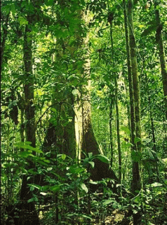 Indonesia savours fruits of the forest 3