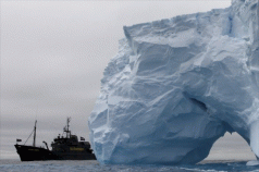 Whaling: Dangerous confrontation looms 3