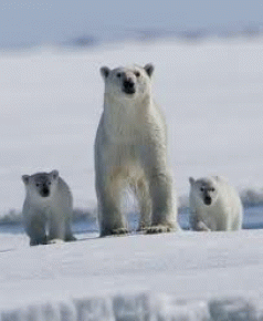 Arctic Melts 4 Arctic Melts 4