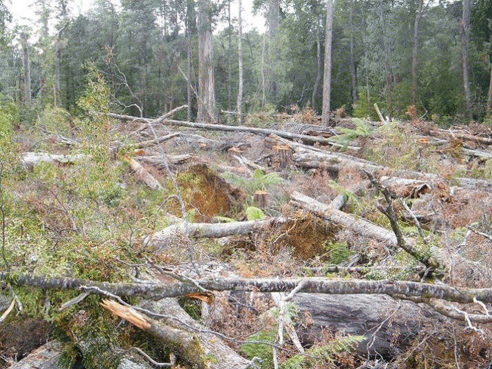 The truth of the plundering of our State Forests by vested interests ... 22 The truth of the plundering of our State Forests by vested interests ... 4