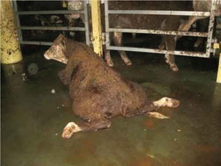 The Horror Of Australia's Live Export Trade. Rally TODAY (Sat ...