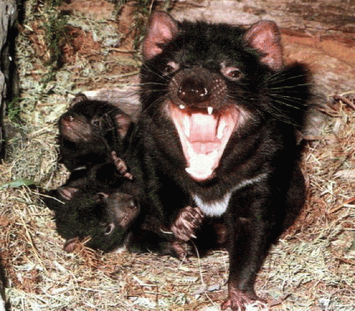 🔥 Tasmanian devil, named after their screams that sound very scary at  night-time. They do a good job eating dead animals and mice, thus keeping  the land clean. Don't forget about them! 