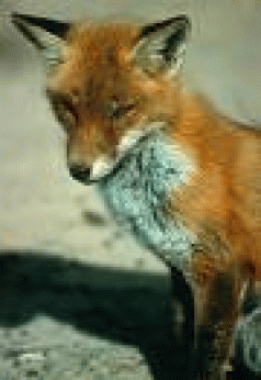 The Fox Trail - Part 1 3
