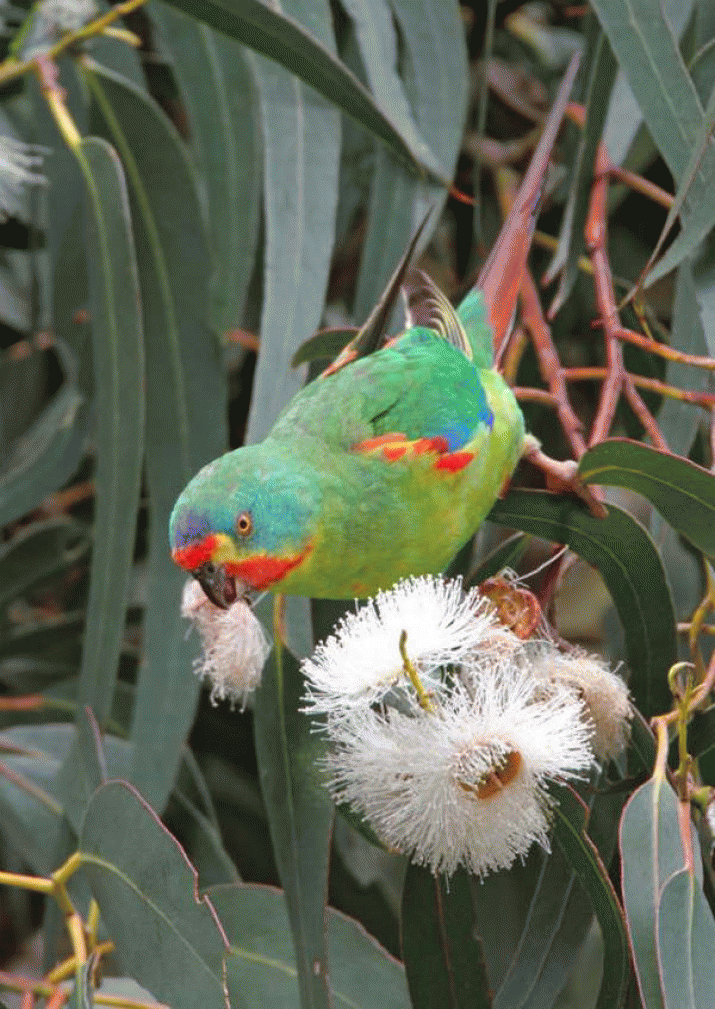 Ta Ann v Swift Parrot ...? 3