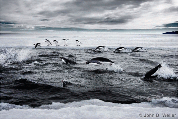 Delegates frustrated as talks to create huge Antarctic marine reserves fail 3