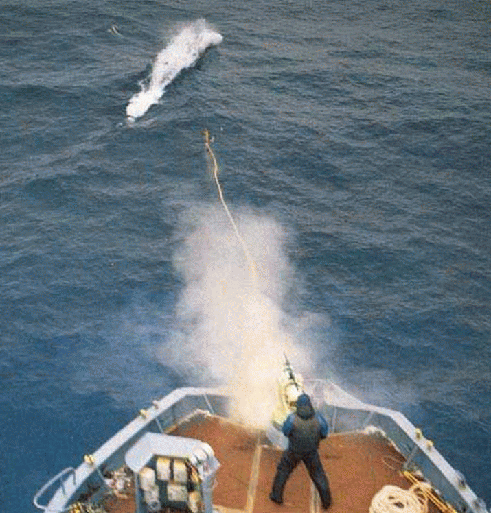 Australia must take subs off the table for Japan because of whaling 3