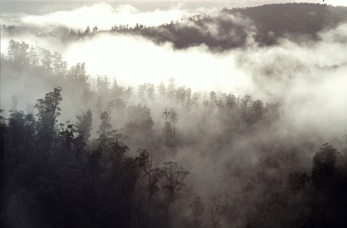 Bob's Tarkine vision ... 3
