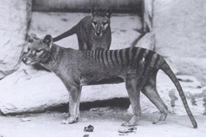 The Obsessive Search for the Tasmanian Tiger 3