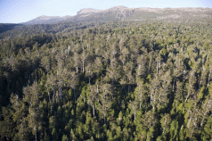 Cutting through the forest feud 3