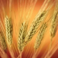 Secret GM wheat experiments begin in Australia 4 Secret GM wheat experiments begin in Australia 4