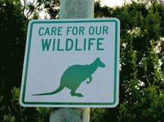 Signs of sheer stupidity... 3