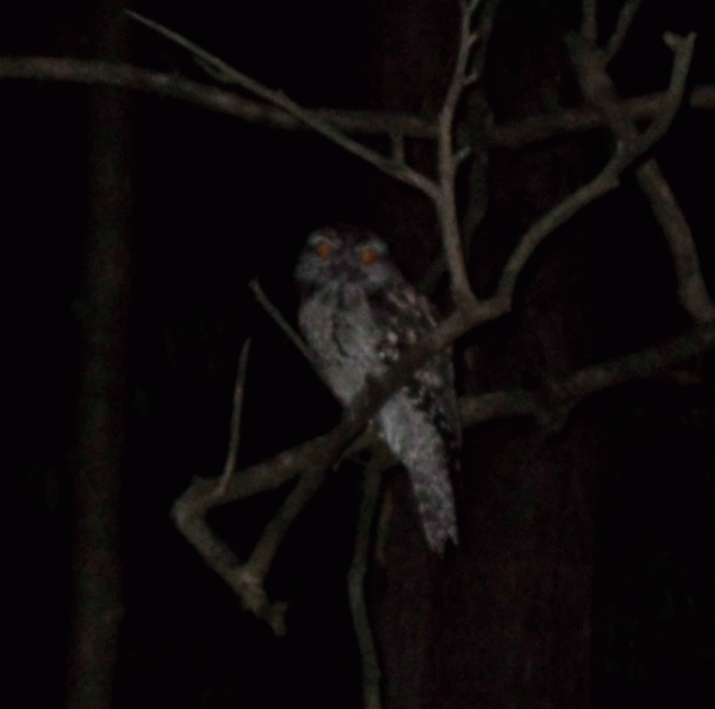Mother Mountain: The Symphony of Birdsong (6) 3