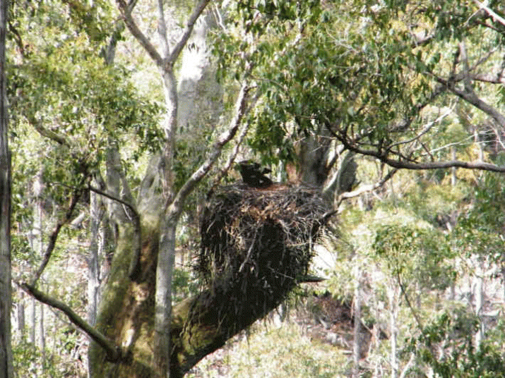 A Tasmanian Wedge Tailed Eagle Nest ... 18 A Tasmanian Wedge Tailed Eagle Nest ... 4