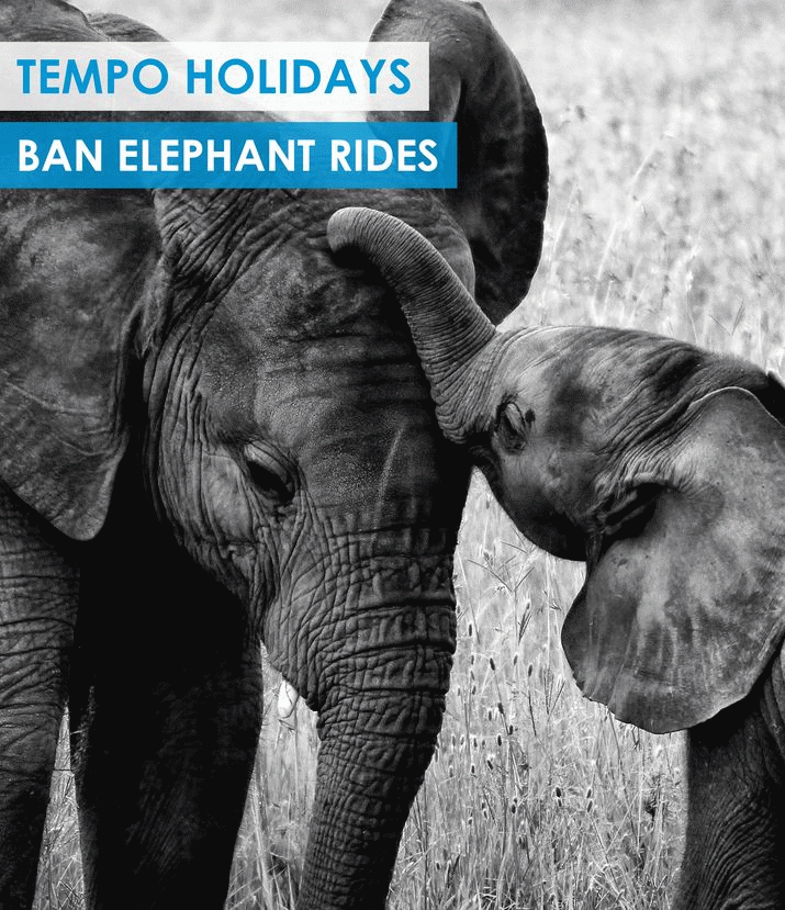 Tempo Holidays Bans Elephant Rides 4 Tempo Holidays Bans Elephant Rides 4