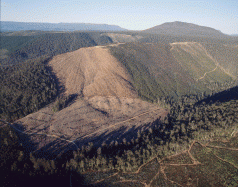 No common ground on the forests agreement. Whole log exports lashed 4 No common ground on the forests agreement. Whole log exports lashed 4