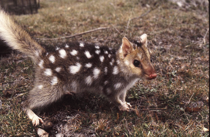 Why Environment Minister Brian Wightman didn’t list the Eastern Quoll as endangered 4 Why Environment Minister Brian Wightman didn’t list the Eastern Quoll as endangered 4