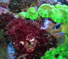 As forests burn and marine algae disappear 3