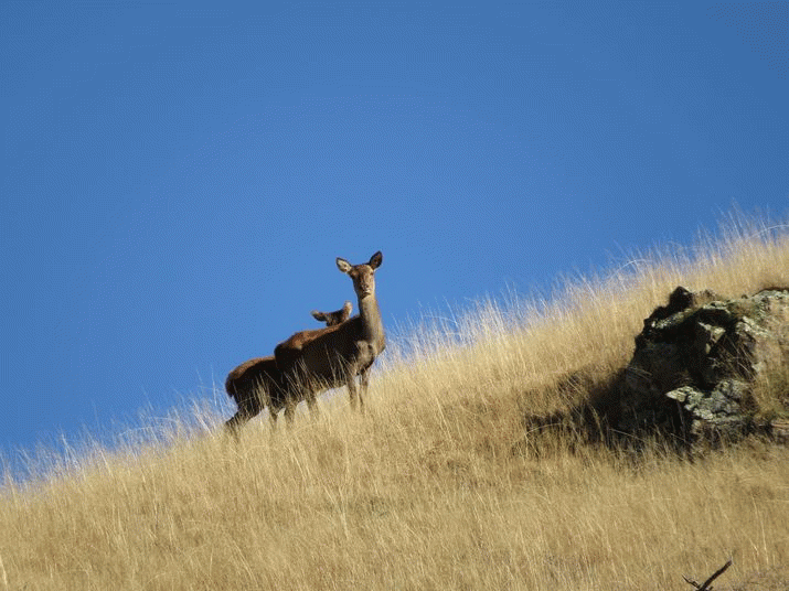 New Zealand's Anti-introduced Wildlife Dogma needs burying 3