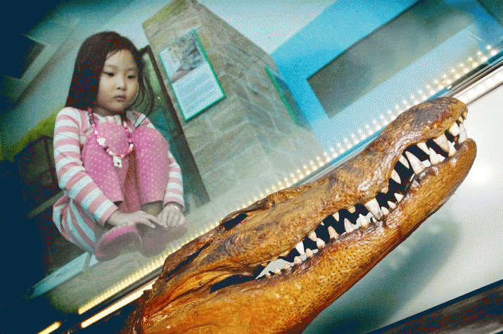 Eccentric croc-wrestling naturalist 10 Eccentric croc-wrestling naturalist 4