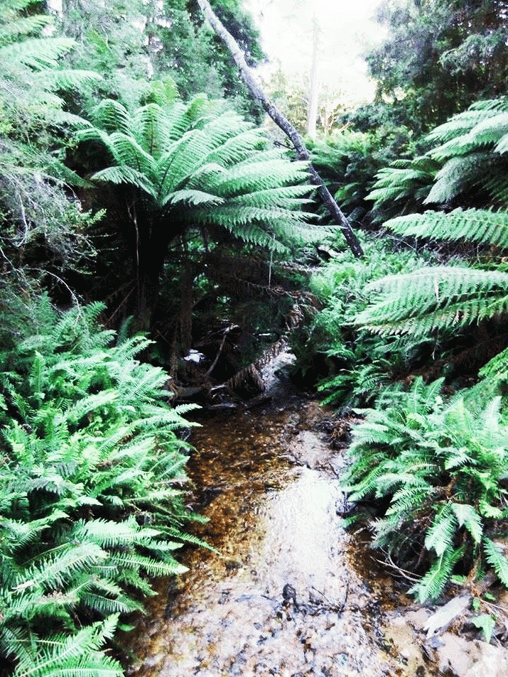 Mutual Residents seek to have Forest Practices Plan Revoked 3