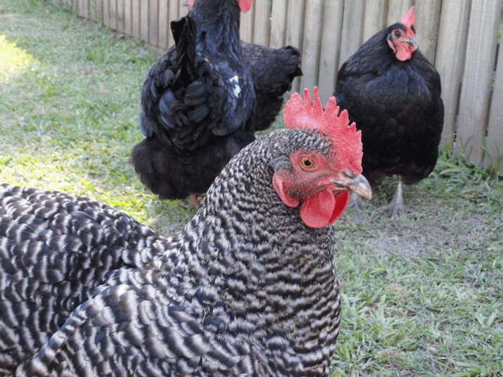 'Old Chook' Retirement solution 3