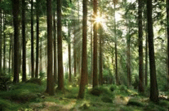 Protecting the devil's forests 4 Protecting the devil's forests 4