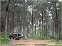 Proposal for a Tasmanian Blackwood Growers Cooperative 3