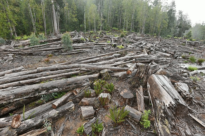Specialty Timbers Scandal Lingers On 3