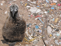 Marine Debris Snapshot of Global Disaster 3