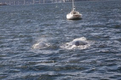 Whale mum may be back ... 3