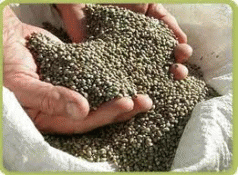 Reviewing the ban on hempseed 4 Reviewing the ban on hempseed 4