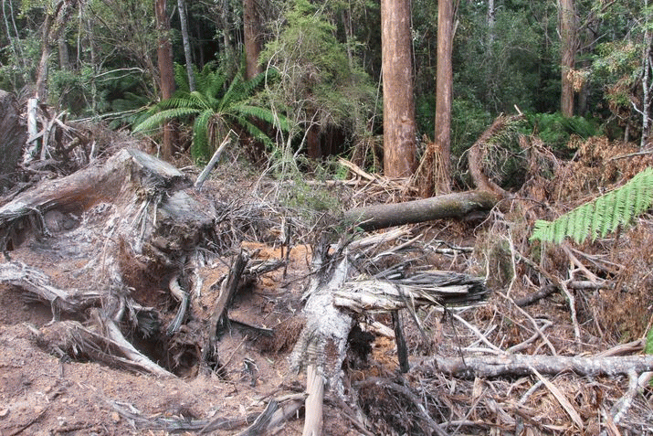 Forestry Tasmania is thoroughly unprofessional ... 3