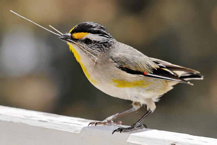 Mother Mountain: The Symphony of Birdsong (26) 3