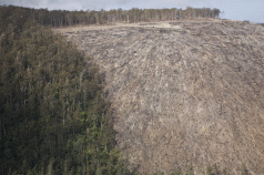 Forest issues need to be in - not out - of the spotlight 3