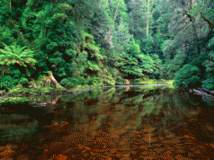 Minister sabotages Tarkine protection 4 Minister sabotages Tarkine protection 4