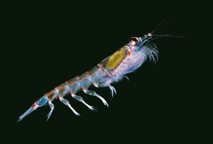 Krill oil marketing: a case study of Australia's broken regulations 8 Krill oil marketing: a case study of Australia's broken regulations 6