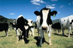 Swiss try to limit cow methane emissions 4 Swiss try to limit cow methane emissions 4