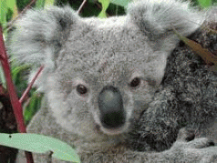 Senate recommendations aim to halt koala decline 4 Senate recommendations aim to halt koala decline 4