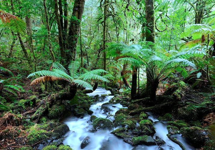 Special Timbers Submission by George Smiley - Tasmanian Times