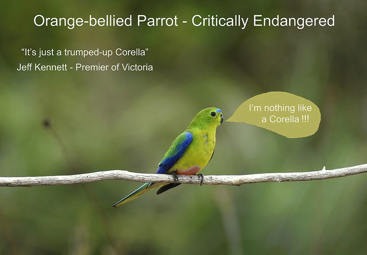 The Plight of the Orange-bellied Parrot 3