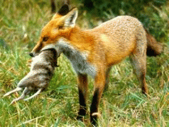 Do foxes exist in Tasmania? 3