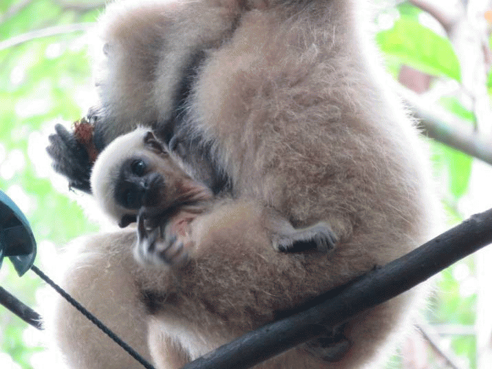 Birth of baby Gibbon represents landmark conservation victory 3