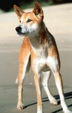 The Fraser Island dingo 3